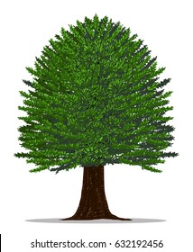 Green tree on white background.Yew tree by hand drawing.