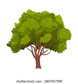 Green Tree as Perennial Plant with Trunk, Branches and Leaves Vector Illustration