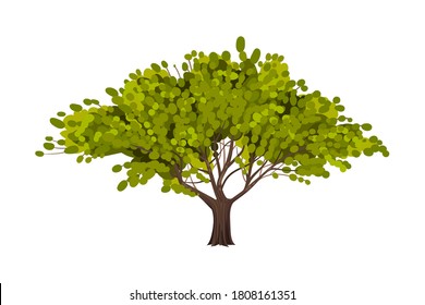 Green Tree as Perennial Plant with Trunk, Branches and Leaves Vector Illustration