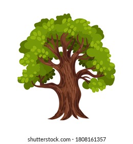 Green Tree as Perennial Plant with Trunk, Branches and Leaves Vector Illustration