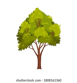 Green Tree as Perennial Plant with Trunk, Branches and Leaves Vector Illustration