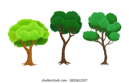 Green Tree as Perennial Plant with Trunk, Branches and Leaves Vector Illustration Set