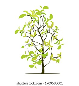 green tree plant with a white background, vector