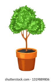 Green tree in a pot on a white background, topiary, houseplant