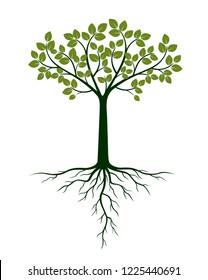 Green Tree and Roots. Vector Illustration. Plant and Garden.