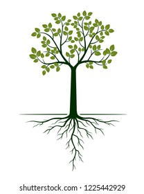 Green Tree and Roots. Vector Illustration. Plant and Garden.