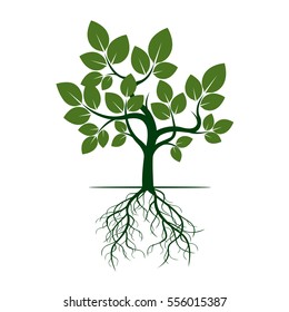 Green Tree with Roots. Vector Illustration.