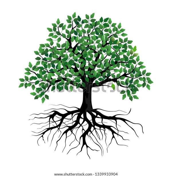 Green Tree Roots Vector Illustration Stock Vector (Royalty Free ...