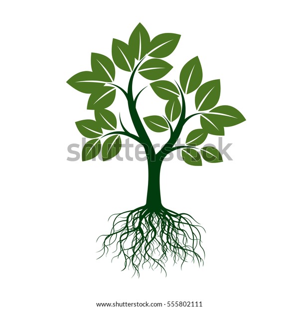 Green Tree Roots Vector Illustration Stock Vector (Royalty Free ...