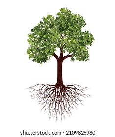 Green Tree with Roots. Vector outline Illustration. Plant in Garden.