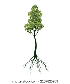 Green Tree with Roots. Vector outline Illustration. Plant in Garden.