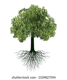 Green Tree with Roots. Vector outline Illustration. Plant in Garden.