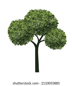 Green Tree with Roots. Vector outline Illustration. Plant in Garden.