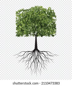 Green Tree with Roots. Vector outline Illustration. Plant in Garden.