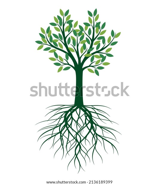 Green Tree Roots Vector Outline Illustration Stock Vector (royalty Free 