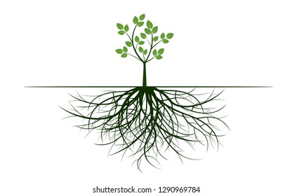 Green tree with spreading roots and green leaves. Vector Illustration. Plant and Garden.