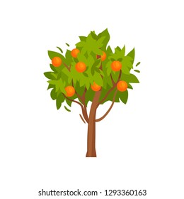 Green tree with sweet ripe oranges. Tasty summer fruit. Garden plant. Organic food. Flat vector design