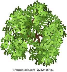 Grüner Baumgipfel Landschaftsdesign-Element