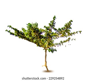Green tree. Vector