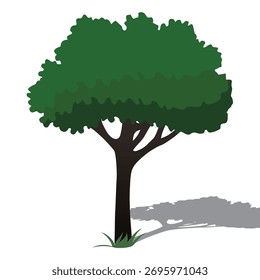 Green Tree Vector Illustration – Natural Landscape Tree with Shadow, Eco Nature Design Element