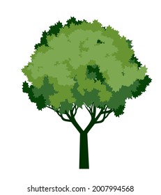 Green Tree. Vector outline Illustration. Plant in Garden.