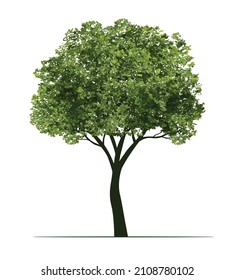 Árbol verde. Ilustración del contorno del vector. Planta en jardín y paisaje.