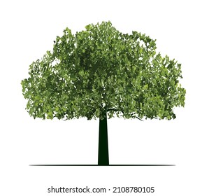 Green Tree. Vector outline Illustration. Plant in Garden and landscape element.