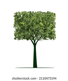 Green Tree. Vector outline Illustration. Plant in Garden.