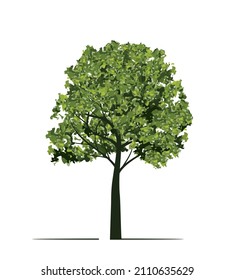 Green Tree. Vector outline Illustration. Plant in Garden.