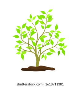 green tree with white background. Green tree environment grows in the garden, vector illustration