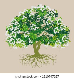 Green tree with white flowering in spring. Vector illustration