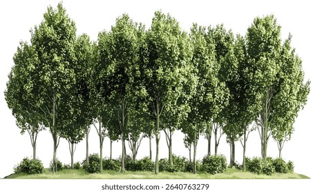 green trees, front view, transparent background, nature landscape, woods, forest, outdoor scene, lush greenery, environmental design, natural scenery