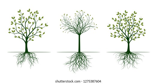 Árboles verdes con hojas. Ilustración vectorial. Planta y jardín.