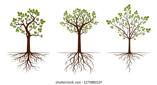 Green Trees with Leaves. Vector Illustration. Plant and Garden.