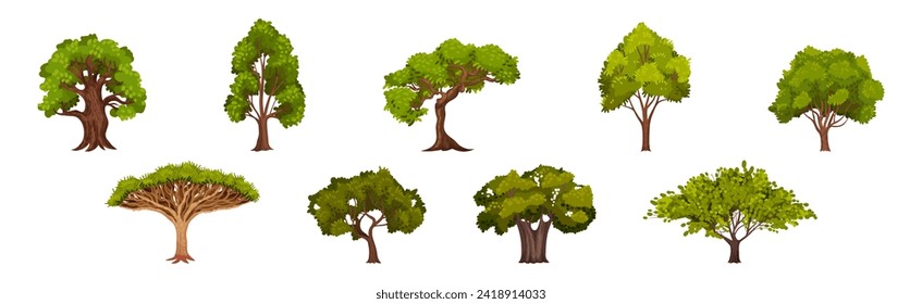 Green Trees with Lush Crown and Trunk Vector Set