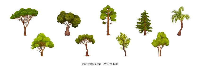 Green Trees with Lush Crown and Trunk Vector Set