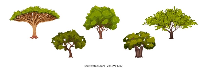 Green Trees with Lush Crown and Trunk Vector Set