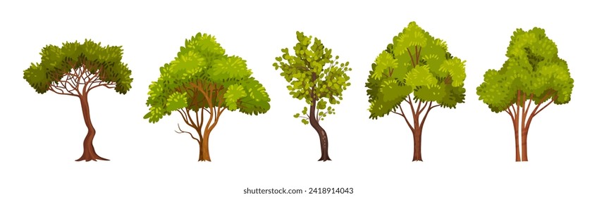 Green Trees with Lush Crown and Trunk Vector Set