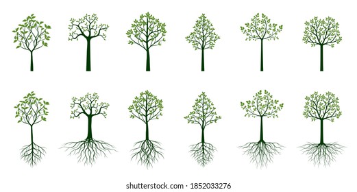 Green Trees with Roots and Leaves. Vector Illustration. Collection of icons.