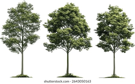 Green trees set, nature trees, vector forest illustration, eco friendly plants, digital trees, natural landscape, tree illustration, forest design, eco vector art, green environment