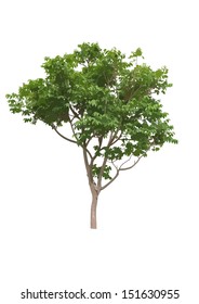 green trees. Vector illustration