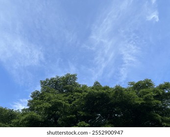 Um céu claro e árvores verdes