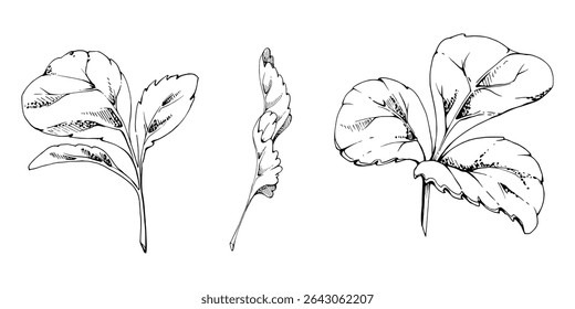 Green trefoil leaf. Flower bush tree hand drawn in vector ink, Strawberry damson wayfaring burnet parsley blackberry. Isolated botanical illustration. Wedding, florist shop, scrapbooking, cosmetics