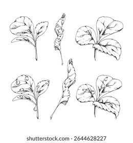 Green trefoil leaf. Flower bush tree hand drawn in vector ink, Strawberry raspberry wayfaring burnet parsley blackberry. Isolated botanical illustration. Wedding, florist shop, scrapbooking, cosmetics