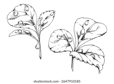 Green trefoil leaf in water dew drops. Flower bush tree herb. Strawberry damson wayfaring burnet parsley blackberry. Isolated hand drawn vector ink botanical illustration. Wedding florist, cosmetics