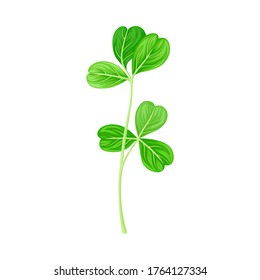 Green Trifoliate Clover Leaf on Stem Vector Illustration