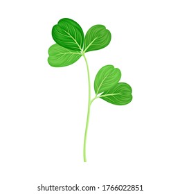 Green Trifoliate Clover Leaf on Stem Vector Illustration