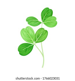 Green Trifoliate Clover Leaf on Stem Vector Illustration