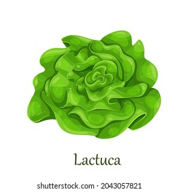 Green trocadero lettuce salad, lactuca sativa vector illustration.