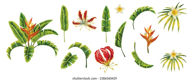 Green tropic banana leaves and floral Plumeria, Frangipani, Gloriosa, Flame Lily, Climbing Lily, Heliconia, Bird of Paradise flowers. Isolated high quality vector illustration on white background.